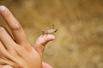 CIGARRA