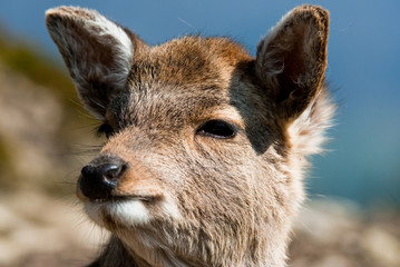 sika deer fawn (lat. cervus nippon)