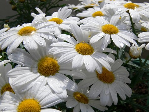 Marguerite