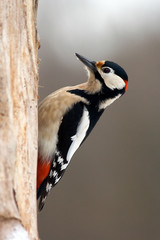 Bird woodpecker