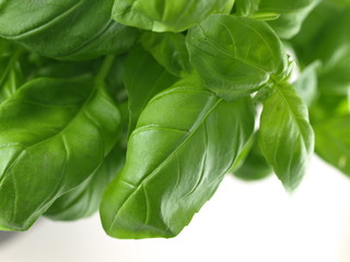 Close-up of basil leaves