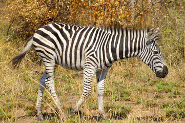 zebra