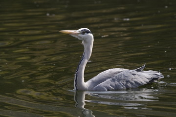Graureiher (Ardea cinerea)