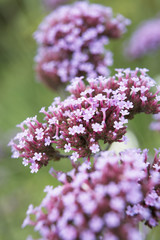 Obraz premium Close-Up Of Viburnum Plant