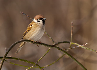 Passer montanus (Tree Sparrow)