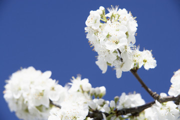 Apple Blossom Against Blue Sky