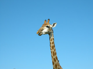 Fototapeta premium Giraffe