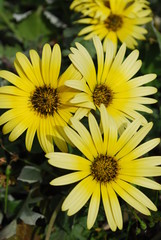 Beautiful Yelllow Daisys, Lisbon