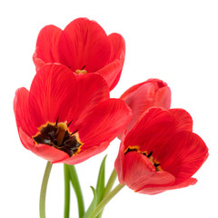 Red tulips