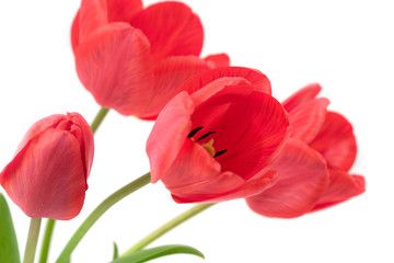 Red tulips