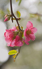 Japanese apple flowers