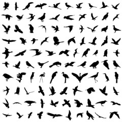 100 birds