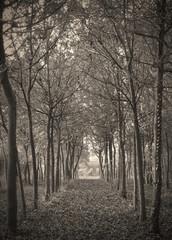 Sepia toned forest