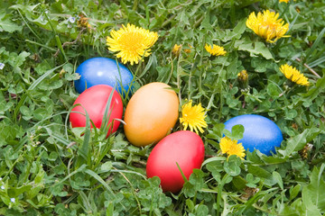 colourful easter eggs in a grass