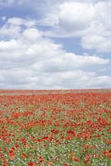 Fototapety  Poppies Stretching Across A Field