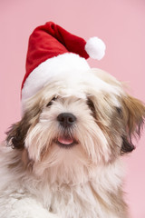 Lhasa Apso Dog Wearing Santa Hat