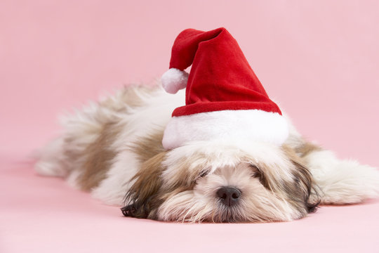 Lhasa Apso Dog Wearing Santa Hat