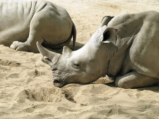 White Rhino - Rinoceronte Branco - obrazy, fototapety, plakaty