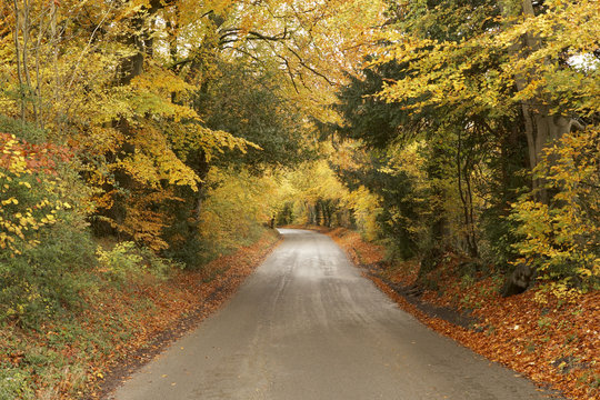 Country Road In Autumn
