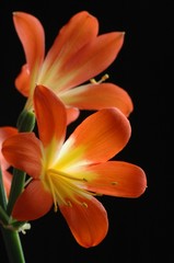 two clivias