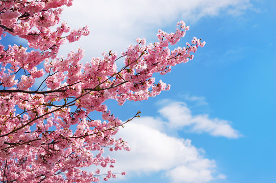 Blooming cherry tree branches against a cloudy blue sky