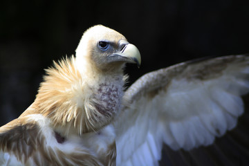 Animal