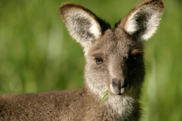 Baby kangaroo