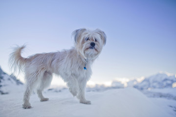 Hund in den winterlichen Bergen