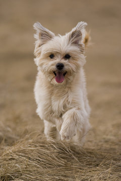 niedlicher Hund