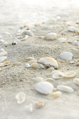 Fototapeta na wymiar Texture of white seashell on the seashore in warm light