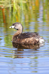 Pied-billed Grebe