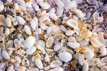 Texture of seashell on the seashore
