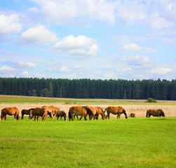 horses on the meadow, summer, blue sky