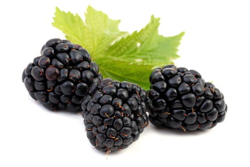 dewberry; brombeere on a white background