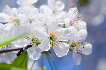 beauty spring flowers
