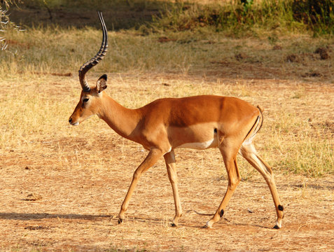 Fototapeta Walking  Impala