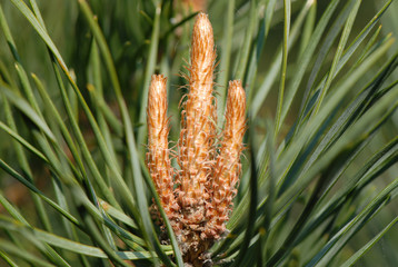 kwiat sosny, pine's flower © Krzysztof Budziakows