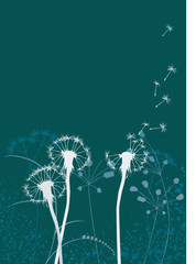 floral background, dandelion