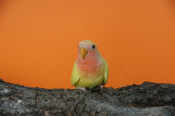 jeune agapornis lutino sur sa branche