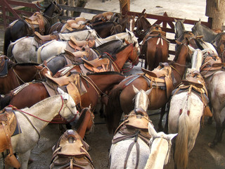Chevaux en attente