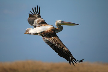 Great White Pelican in flight at Maagan Michael lake, Israel.