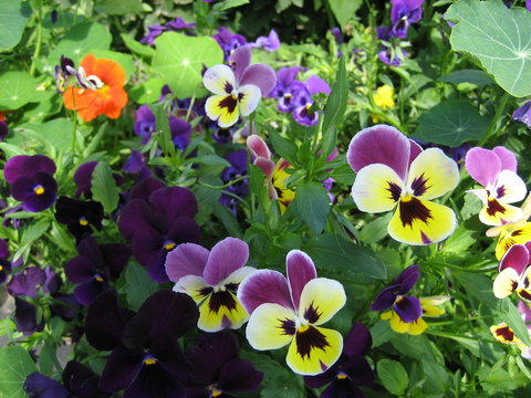 heartsease
