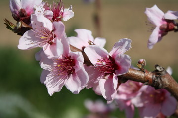 Fiori di pesco
