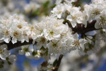 Fiore albero da frutto