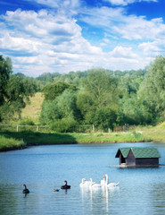 Fototapeta na wymiar Swans on a lake