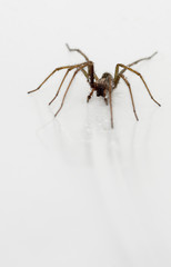 Spinne