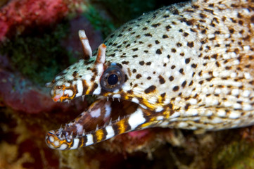 Dragon moray, Enchelycore pardalis, Line Islands