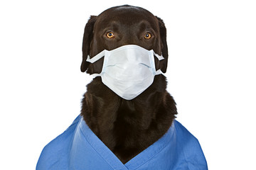 Chocolate Labrador Surgeon with Mask