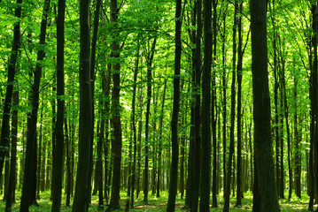 forest