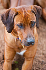 Rhodesian Ridgeback